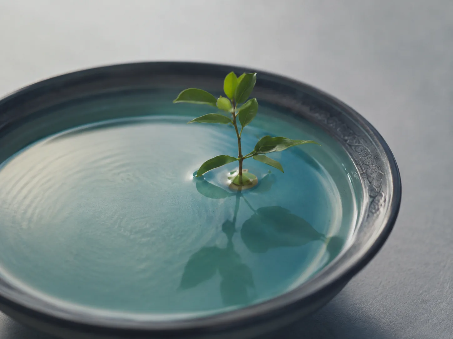 A young sprout floating in a bowl of still water